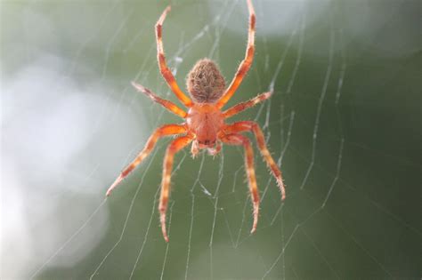 Digital Photography - Barn Spider