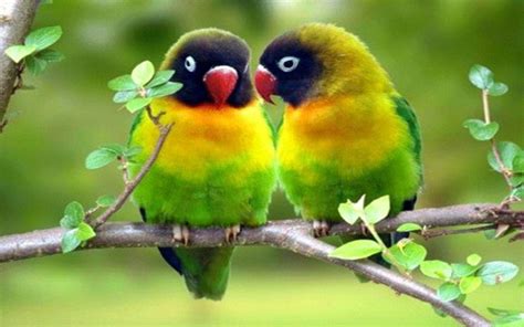 Lovebirds Wallpaper (56+ images)