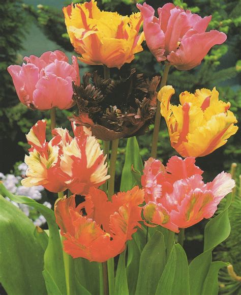 Sensual Scented Tulips – Gardeners Tips