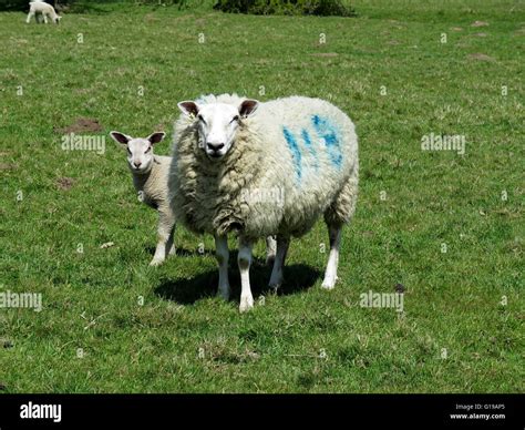 sheep farming suffolk Stock Photo - Alamy