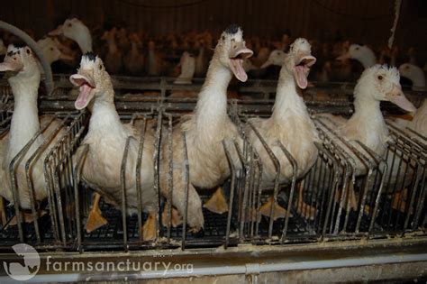 Foie Gras Production 19 | Flickr - Photo Sharing!