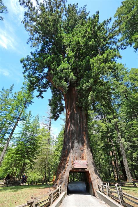 25 Amazing Things to Do at Redwood National Park in 2021