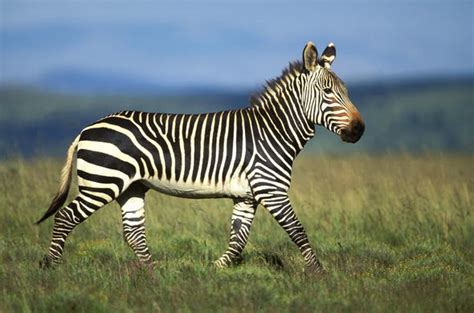Cape Mountain Zebra - Equus Zebra - Eastern Cape