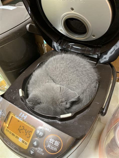 A warm cat bun, but hopefully not steamed cat bun : r/Catbun