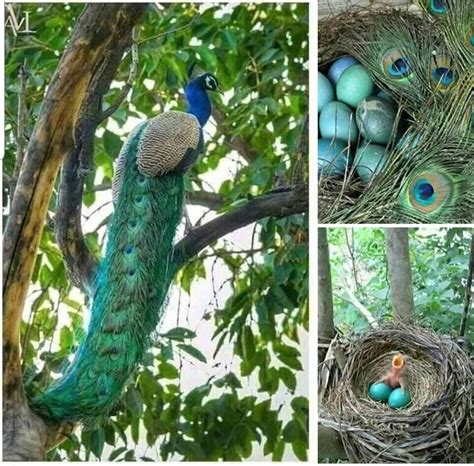 Peacocks do roost in trees but don't build nests and lay eggs in trees! Its possible a theses ...