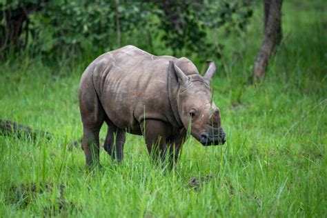 30+ Southern White Rhino Baby Stock Photos, Pictures & Royalty-Free ...