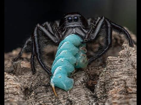 Hyllus giganteus -GIANT JUMPING SPIDERS 😊 - YouTube