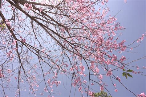 Cherry Blossoms Season in Dalat, Vietnam. Stock Photo - Image of ...