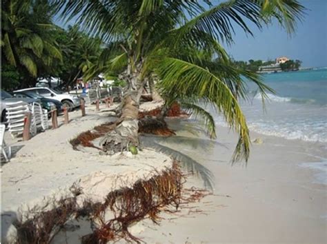 A Call to Action: Combating Climate Change in the Caribbean | Cultural Survival