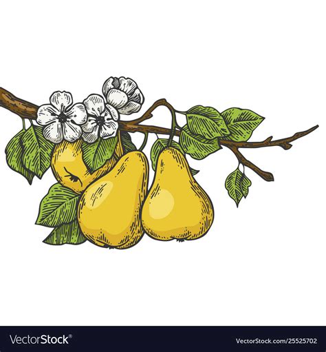 Pear tree branch color sketch engraving Royalty Free Vector