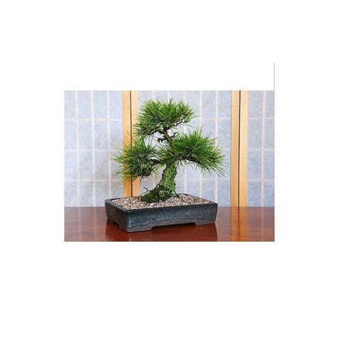 Slash Pine Bonsai Seeds