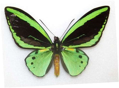 New Guinea Birdwing (Ornithoptera priamus)