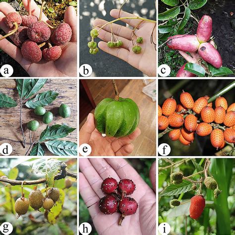 Some wild fruits in the study area. aCornus capitata; bSaurauia ...