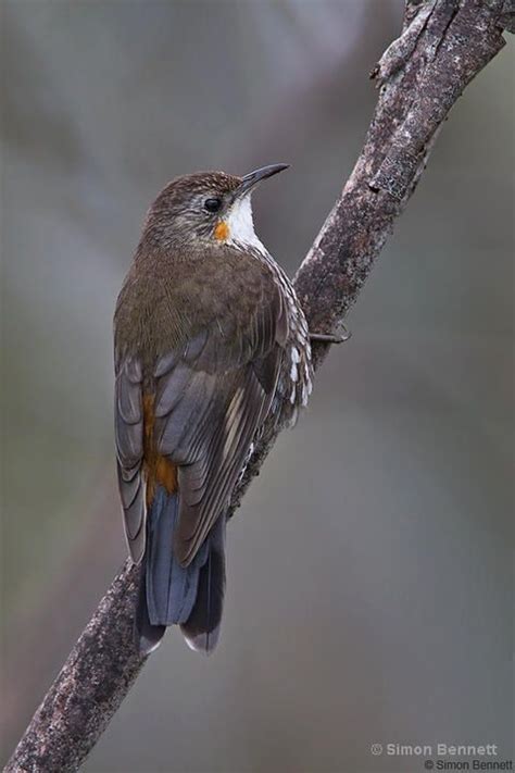 17 Best images about Bird Song---Nuthatch,Treecreeper,Gnatcatcher, on Pinterest | Ontario ...