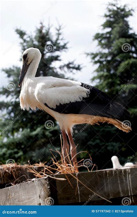 White Stork Baby Birds in a Nest, Ciconia Ciconia Stock Photo - Image ...