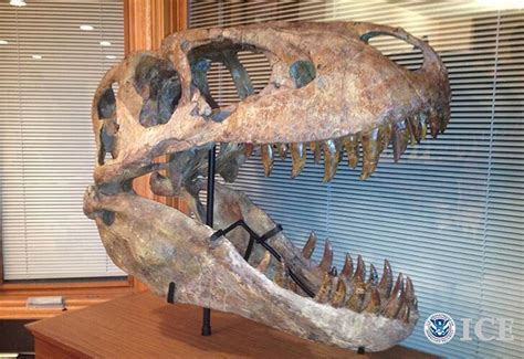 Wyoming fossil retailer pleads guilty to smuggling dinosaur and other ...