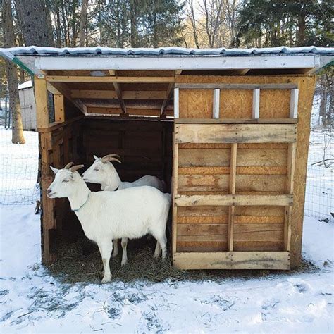 Learn How to Build a Goat Shelter | MOTHER EARTH NEWS | Goat shelter ...