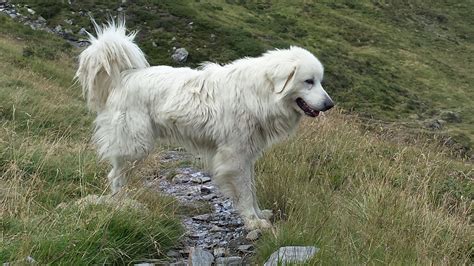 5 choses à savoir sur le Patou (chien de montagne des Pyrénées) - Animalaxy