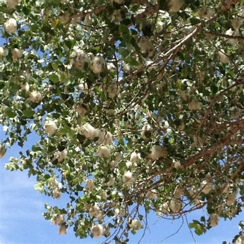 Cottonwood Tree . Cotton pods blooming. when this cotton stuff blows ...