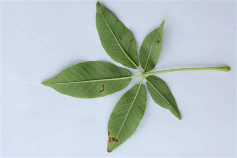 California Buckeye (Aesculus californica) – Friends of Gualala River