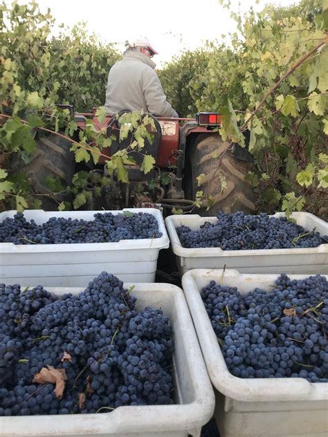 Nebbiolo harvest. Nebbiolo has incredibly vigorous canopies, as seen here. Vigorous, Canopies ...