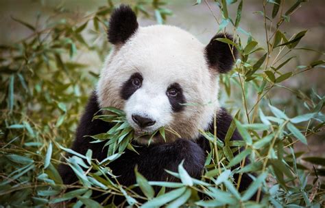 Pourquoi le panda est-il menacé d'extinction