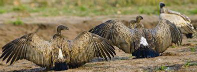 Vulture Adaptations - Birds - South Africa