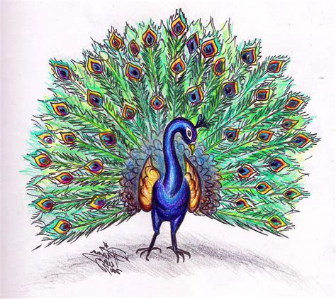 Peacock Sketch Images at PaintingValley.com | Explore collection of Peacock Sketch Images