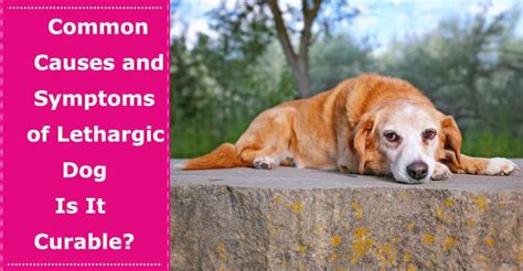 Common Causes and Symptoms of Lethargic Dog - Is It Curable? - PetXU