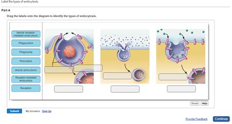 √完了しました！ exocytosis and endocytosis drag the correct label under each ...