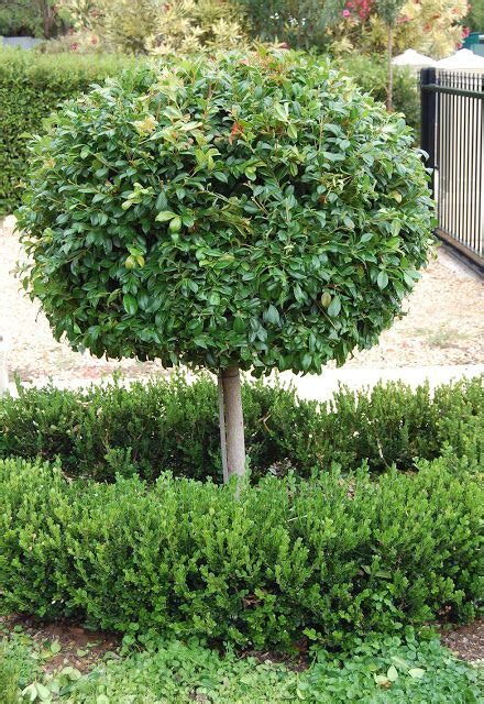 [65+] Escallonia Iveyi Pruning Liste Télécharger | Unique PhotoPNG