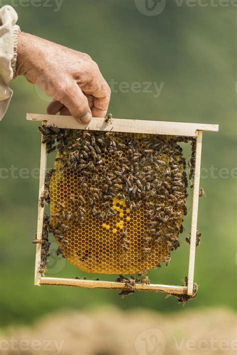 Beekeeper 714980 Stock Photo at Vecteezy