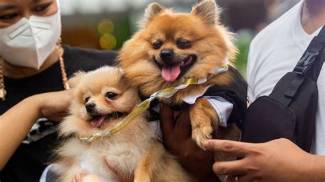 Pet weddings highlight animal blessing ceremony in the Philippines ...