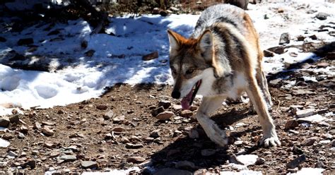 Mexican gray wolf pup found dead; wildlife officials investigating