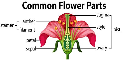 Parts Of A Flower And Their Functions Diagram | Best Flower Site