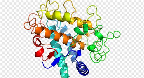 Protein structure Antimicrobial peptides, science, structure, cell Membrane, animated Film png ...