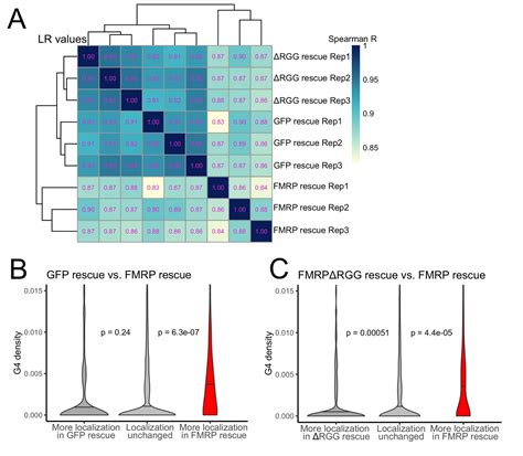 FMRP promotes RNA localization to neuronal projections through interactions between its RGG ...