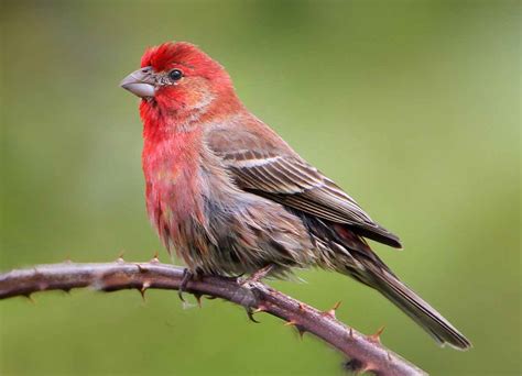 House Finch - Facts | Song | Call | Nest | Eggs | Diet | Habit - Bird Baron