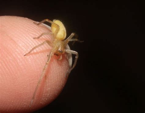 10 Common California Spiders That Might Be Nesting In Your Home - Results Pest Control