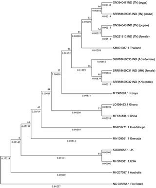 Abundance of Phasi-Charoen-like virus in Aedes aegypti mosquito populations in different states ...