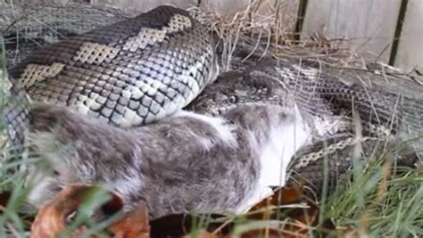 Snake eating cat whole in Brisbane backyard not for the faint-hearted | The Courier-Mail