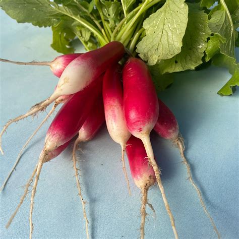 French Breakfast Radish Organic Seeds – Hudson Valley Seed Company