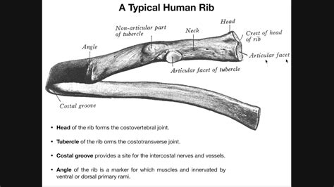 Sternocostal & Costochondral Joints | Rib-Sternum Articulations - YouTube