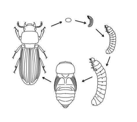 Bess Beetles | Science Literacy and Outreach | Nebraska