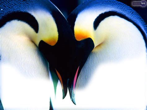 🔥 [40+] Cute Penguin Wallpapers for Desktop | WallpaperSafari