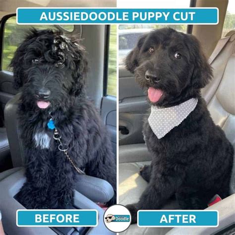 Aussiedoodle Haircut Styles: Before & After Grooming Photos ...