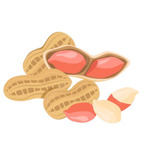 Peanut Shell Vector Art PNG, Delicious Peanut With Shell, Fresh And ...