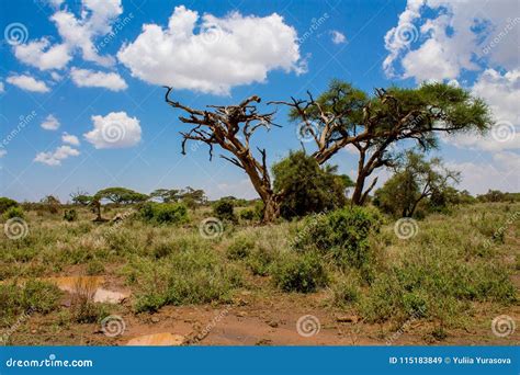 African Acacia Trees in Savanna Bush Stock Image - Image of design, bushes: 115183849