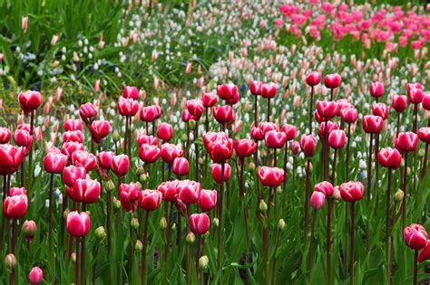 Pink Tulips Free Stock Photo - Public Domain Pictures