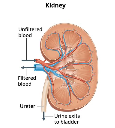 Your Kidneys & How They Work - NIDDK